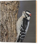 Mr Downy Woodpecker Wood Print