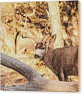 Mule Deer Buck 002116 Wood Print