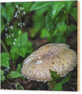 Mushroom In The Rain Wood Print