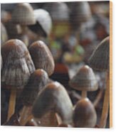Mushrooms After Rain Wood Print