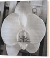 My World Of Orchids Wood Print