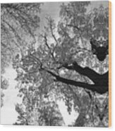Mysterious Maple Tree Spirit - Black And White Wood Print