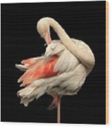 Beautiful Flamingo Posing On One Leg Like A Ballerina On Effective Black Background Wood Print