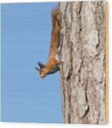 Native Red Squirrel Wood Print