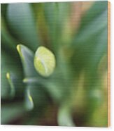 Nature Photography - Easter Daffodils 2 Wood Print