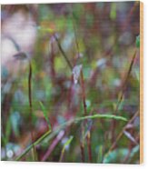 Nature Photography - Fall Grass Wood Print