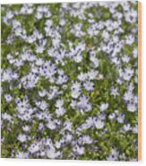Nemophila Maculata Blooms 3 Wood Print