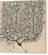 Neuron Drawing By Santiago Ramon Y Cajal Wood Print