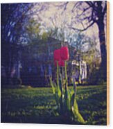 New Spring Tulips - Square Wood Print