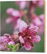 Newark Cherry Blossom Festival Wood Print