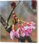 Newark Cherry Blossom Series - 2 Wood Print