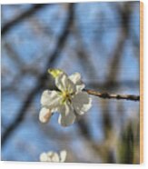 Newark Cherry Blossom Series - 7 Wood Print