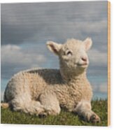 Newborn Lamb Basking On Grass Wood Print