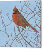 Northern Cardinal In Red Osier Wood Print