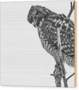 Northern Harrier Hawk Wood Print