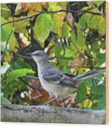 Northern Mockingbird Surrounded By Autumn Wood Print