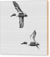 Northern Shoveler Drakes Flying Wood Print
