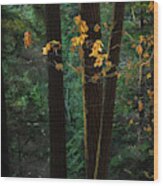 November Woods Wood Print