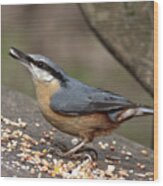 Nuthatch Benched Wood Print
