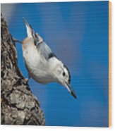 Nuthatch's Dinner Wood Print