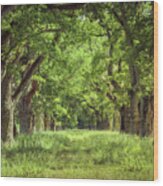 Oak Tree Alley Wood Print