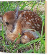 Oh Deer -  Newborn Fawn Curled Up In The Grass Wood Print