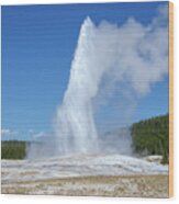 Old Faithful Geyser Yellowstone Wyoming Wood Print