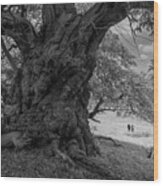 Old Spanish Chestnut Tree 1 Wood Print