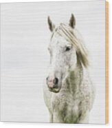 Oliver - Horse Art Wood Print