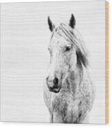 Oliver Ii - Horse Art Wood Print