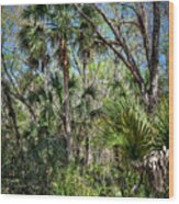 On A Florida Hike - 3 Wood Print