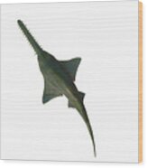 Onchopristis Sawfish Overview Wood Print