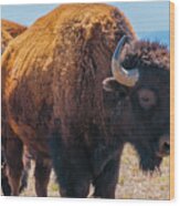 Bison In Field In The Daytime Wood Print