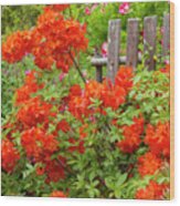 Orange Azalea Wood Print