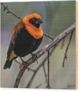 Orange Bishop Passerine Bird Wood Print
