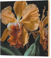 Orange Cattleya Orchid Wood Print