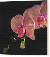 Orchid Bloom Wood Print
