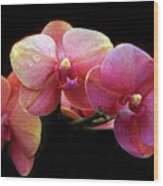 Orchid Blossom Trio Wood Print