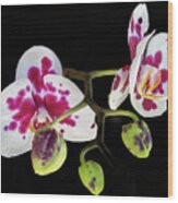 Orchid Promise Wood Print