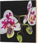 Orchid Transparency Wood Print