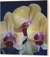 Orchids 1 Wood Print