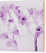 Orchids 22  - Viva Wood Print