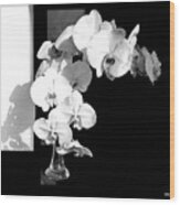 Orchids  In  Sunshine And  Shadows Wood Print
