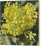 Oregon Grape Wood Print