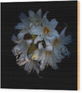Oriental Lily Bulbs, Casablanca, Against Black Wood Print