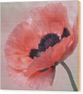 Oriental Poppy Wood Print