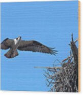 Osprey Approaching Nest Drb0281 Wood Print