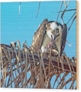 Osprey At Lunch Wood Print
