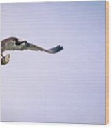 Osprey Flying With Fish. Wood Print