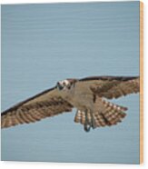 Osprey In Flight Wood Print
